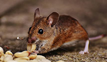 24 Hour & Emergency Exterminators in Cedar Hill, TX